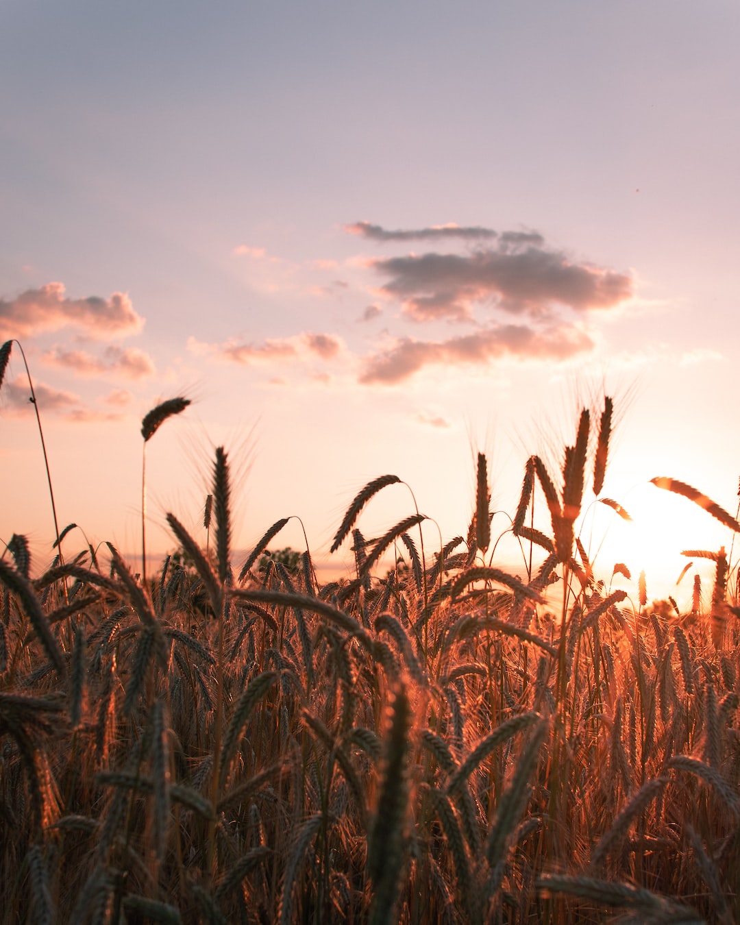 corn fields during golden hour